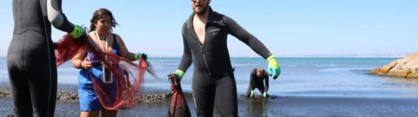 Face à une algue brune invasive, l'Algérie nettoie ses plages
