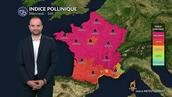 Bulletin allergo-pollinique pour le mercredi 6 août : forte reprise des pollens