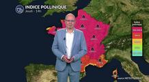 Bulletin allergo-pollinique pour le jeudi 7 août : forte reprise des pollens