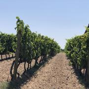 Chanos-Curson 11/08/2025