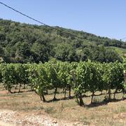 Chanos-Curson 11/08/2025