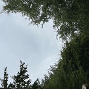 Saint-Étienne-Cantalès 19/08/2025