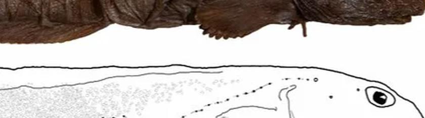 Découverte en Russie : une nouvelle créature marine intrigue les scientifiques