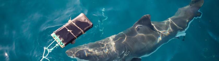 Australie : des combinaisons « anti-morsures » pour surfer face aux requins