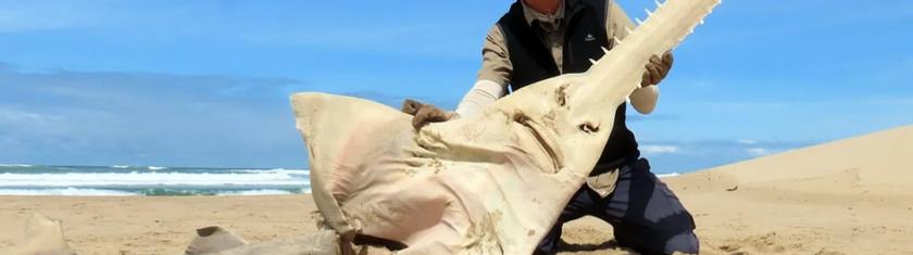 Afrique du Sud : le poisson-scie refait surface après 26 ans d’absence, redonnant espoir aux scientifiques