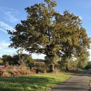 Hagetaubin 13/10/2025