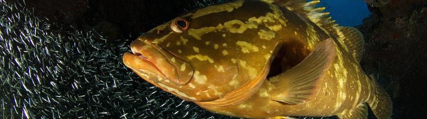 5 animaux marins qui explosent s’ils remontent trop vite