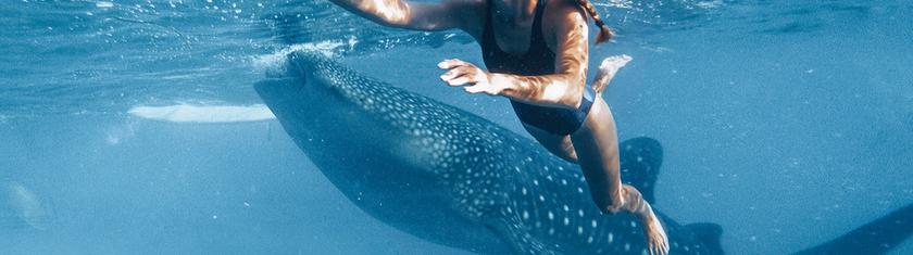 Plonger avec les requins-baleines à Djibouti : l’appel du grand bleu