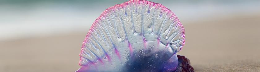 Une nouvelle physalie potentiellement mortelle découverte au Japon