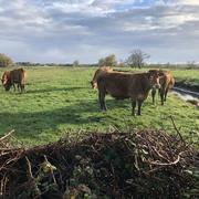 Ludon-Médoc 25/11/2025