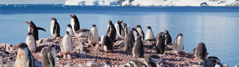 Observer la vie sauvage sur le pont d'un bateau
