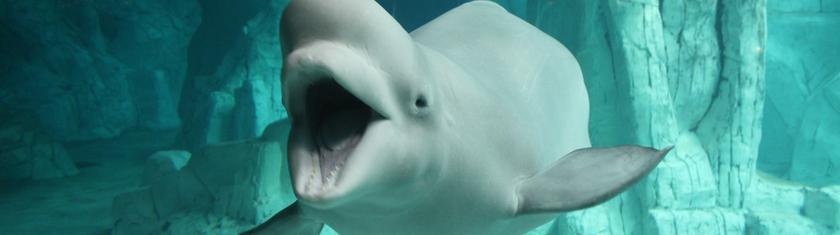 Au Canada, l'avenir incertain des bélugas de Marineland menacés d'euthanasie