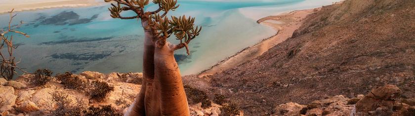 Socotra : l’île hors normes qui s’ouvre au monde sans renier sa singularité