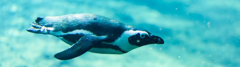 Vraie ou fausse bonne idée : nager avec les manchots ?