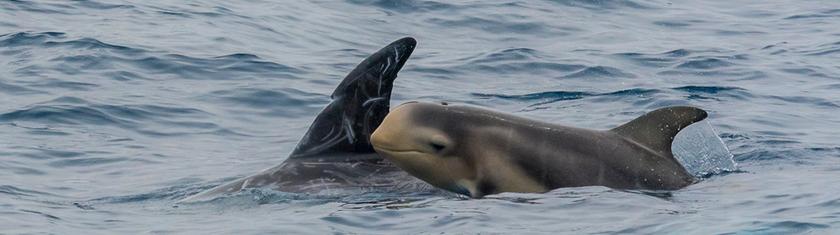 Tout savoir sur le Sanctuaire Pelagos, refuge majeur des cétacés en Méditerranée