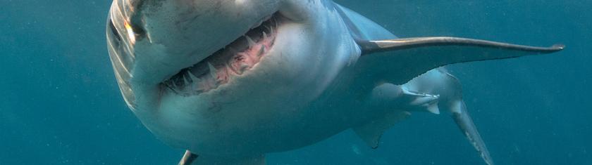 Aux Maldives, une plongée finie en cauchemar : une touriste attaquée en « jouant » avec un requin
