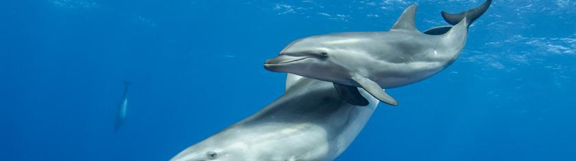 En Italie, le premier sanctuaire marin pour dauphins d'Europe bientôt opérationnel