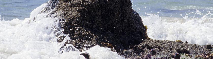 Afrique du Sud : les manchots du Cap ont été victimes d'une famine de masse, selon une étude