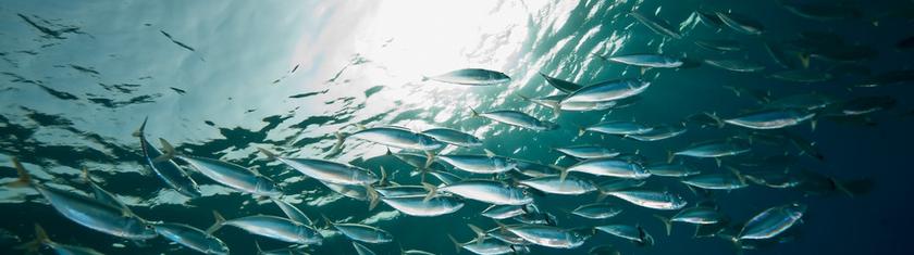 Surpêche de maquereaux: l'UE dénonce un accord entre Royaume-Uni et Norvège