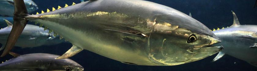 Japon: le "roi du thon" paie un poisson 2,8 millions d'euros à une vente aux enchères