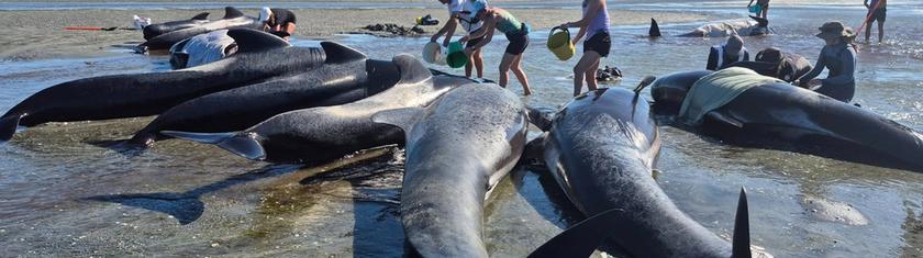 En Nouvelle-Zélande, le sauvetage spectaculaire de 47 baleines échouées
