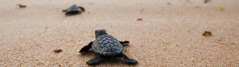 Au Salvador, la mer reprend espoir : des dizaines de tortues menacées d’extinction relâchées vers l’océan