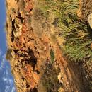 Playa de Bolnuevo 16/01/2026