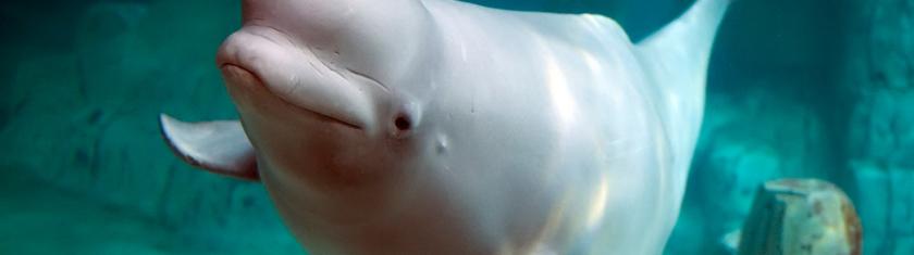 Marineland Canada espère finalement vendre ses bélugas à des parcs américains