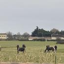 Le Pontet 27/01/2026