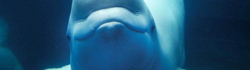 Ottawa donne un accord conditionnel pour le transfert de bélugas vers les Etats-Unis