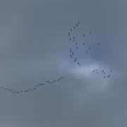 Petit-Palais-et-Cornemps 28/01/2026