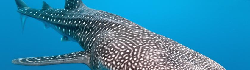 Maldives : les nouvelles technologies mobilisées pour protéger les requins-baleines
