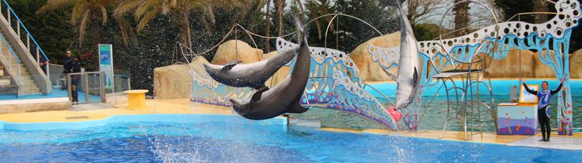 Marineland Antibes : transfert des dauphins à Beauval, orques vers l’Espagne, ce que prévoit le gouvernement pour 2026