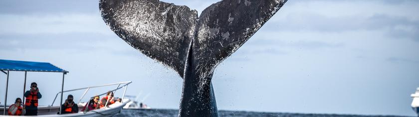 À la rencontre des baleines grises dans la mer de Cortés, le sanctuaire sauvage du Mexique