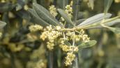 Pollen et allergies : l’allergie aux pollens d’olivier