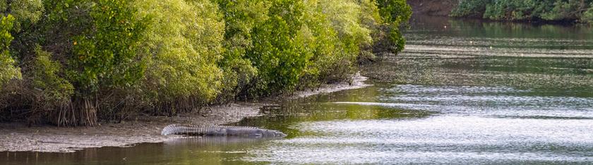 VIDÉO. Après des inondations records dans le nord de l’Australie, les crocodiles sont partout