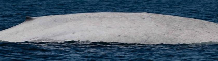 Une baleine bleue albinos observée au Mexique dans le parc national de la baie de Loreto