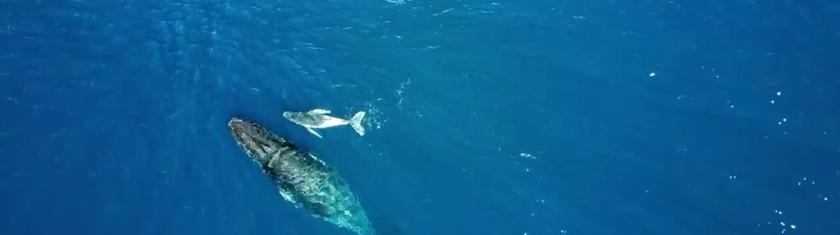 Guirec Soudée passe à quelques encablures de Sainte-Hélène, l’île chargée d’histoire de Napoléon