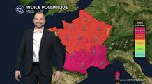Pollens et allergies : nette hausse des pollens sous un temps printanier