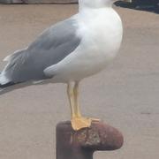 Saint-Tropez 18/03/2026