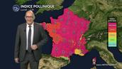 Bulletin pollinique France lundi : le retour du soleil relance les pollens, surtout du bouleau et du frêne