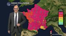 Bulletin pollinique France lundi : le retour du soleil relance les pollens, surtout du bouleau et du frêne