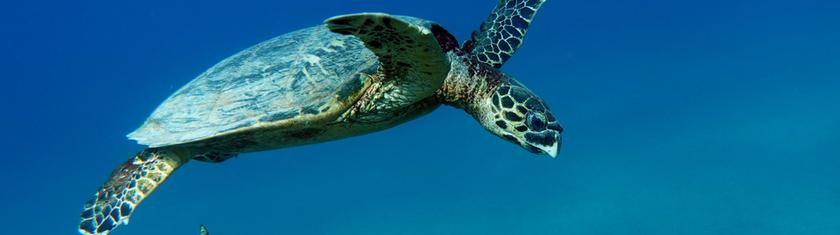 Au Gabon, la lutte pour faire vivre les bébés tortues marines