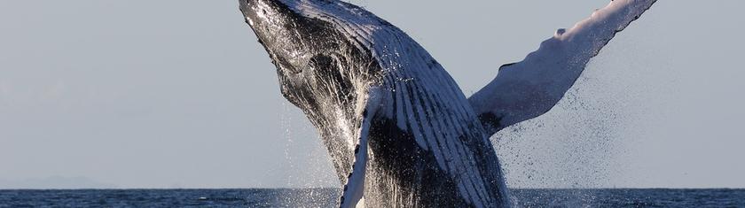 Allemagne: la baleine échouée sur la côte baltique s'est libérée