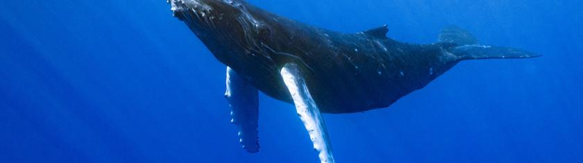 Allemagne : la baleine de nouveau coincée sur la côte baltique