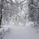 Mont Gerbier de Jonc (Ardèche) 01/04/2026