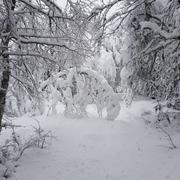Mont Gerbier de Jonc (Ardèche) 01/04/2026