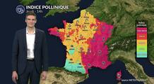 Pollens et allergies : les pollens de bouleau et de cyprès encore bien présents ce jeudi