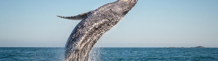 L'Allemagne arrête d'essayer de sauver la baleine échouée en mer Baltique
