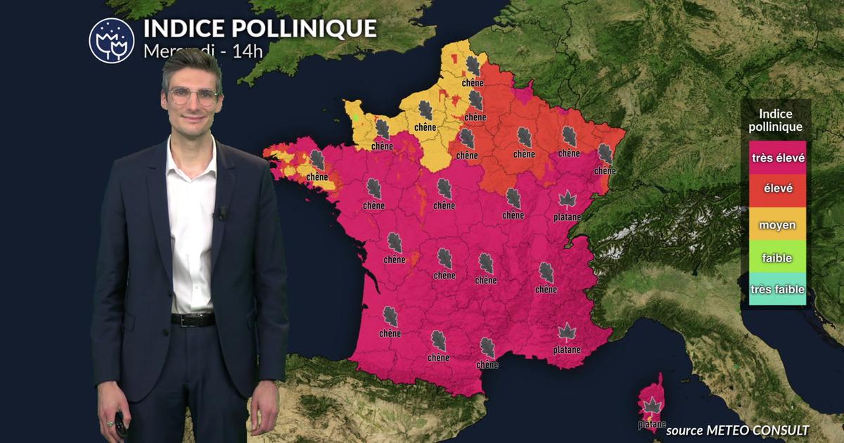 Pollens et allergies : les pollens de chêne, de bouleau, de cyprès et de platane bien présents ce mercredi